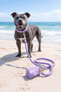 Paris Hilton Leash