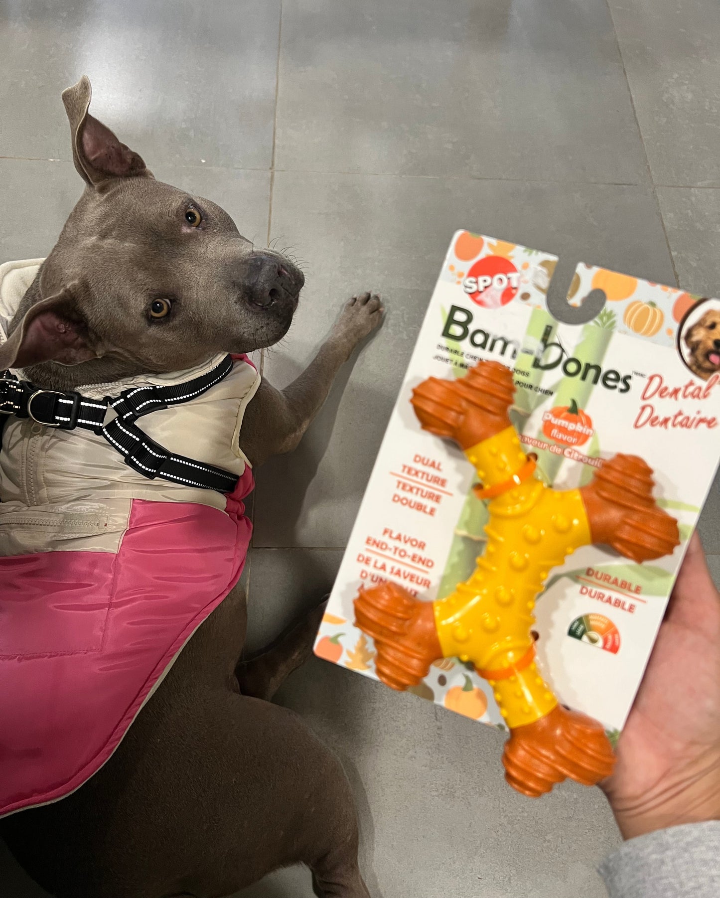 Bam-Bone Dental X-Bone 8"